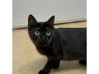 Adopt Pesto a Domestic Medium Hair