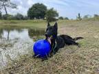 Adopt Atticus a Black German Shepherd Dog dog in Bradenton, FL (41450362)