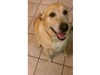 Adopt Dolly Sue a Yellow Labrador Retriever