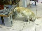 Adopt Mamie a Yellow Labrador Retriever