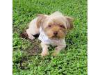 Adopt Muffin a Yorkshire Terrier