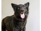Adopt Lucy a Shepherd, Mixed Breed