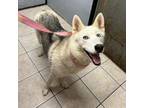 Adopt Zelda a Husky