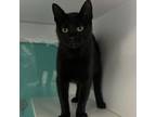 Adopt Moira Rose a Domestic Short Hair