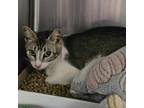 Adopt Skydive a Domestic Short Hair