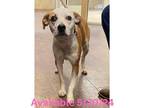 Adopt Dog Kennel #9 a Pit Bull Terrier, Mixed Breed
