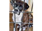 Adopt Larke a Boxer