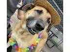 Adopt MAJOR a German Shepherd Dog, Mixed Breed