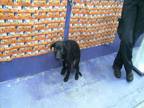 Adopt SOFIA a Labrador Retriever, Mixed Breed