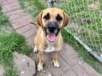 Adopt JANGO a Harrier, Mixed Breed