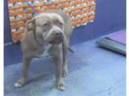 Adopt A1939898 a Staffordshire Bull Terrier, Mixed Breed