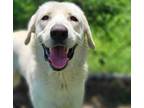 Adopt MAGGIE a Great Pyrenees, Mixed Breed