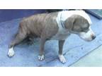 Adopt KELSEA a Staffordshire Bull Terrier, Mixed Breed