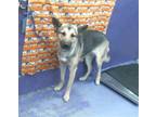 Adopt CHIP a German Shepherd Dog, Mixed Breed