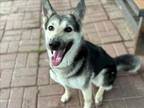 Adopt BUFFY a German Shepherd Dog, Mixed Breed