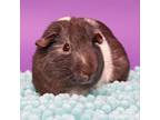 Adopt Winnie a Guinea Pig