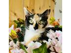 Adopt Elora a Domestic Short Hair