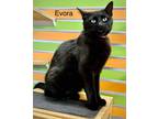 Adopt Evora a Domestic Short Hair