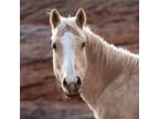 Adopt Gertie a Quarterhorse