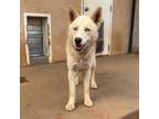 Adopt Crocodile a Husky