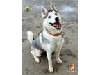 Adopt Suki a Siberian Husky