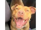 Adopt Sweetie a Pit Bull Terrier