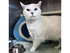 Adopt Yuki a Domestic Short Hair