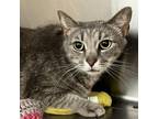 Adopt Fifi a Domestic Short Hair