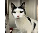 Adopt Amelia a Domestic Short Hair