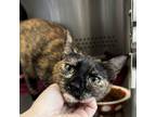 Adopt Chloe a Domestic Short Hair