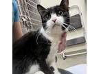 Adopt Ollie a Domestic Short Hair