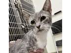 Adopt Bunny a Domestic Short Hair