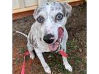 Adopt Pickles a Catahoula Leopard Dog