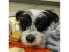 Adopt Morning Glory a Terrier