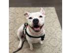 Adopt Kanga a American Staffordshire Terrier