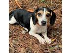 Adopt Odella a Beagle