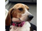 Adopt Daisy a Beagle