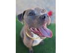 Adopt Diamond a Pit Bull Terrier, Mixed Breed