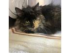 Adopt Tweety a Domestic Long Hair