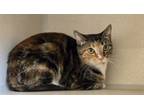 Adopt Millicent a Domestic Short Hair