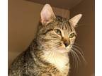 Adopt Magnolia a Domestic Medium Hair