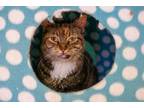 Adopt Anna a Domestic Short Hair