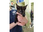 Adopt Louise a Domestic Short Hair