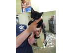 Adopt Thelma a Domestic Short Hair