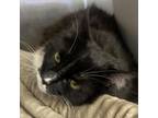 Adopt Luna a Domestic Medium Hair