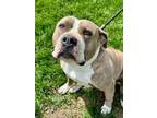 Adopt Chimi a Pit Bull Terrier, Mixed Breed