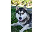 Adopt Marci a Siberian Husky, Alaskan Malamute