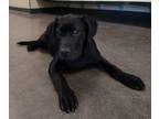 Adopt Saffron a Black Labrador Retriever
