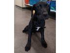 Adopt Sapphire a Black Labrador Retriever