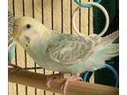 Adopt Smurfette a Parakeet (Other)
